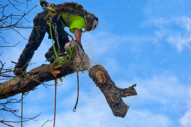 Best Stump Grinding and Removal  in Ocean Bluff Brant Rock, MA